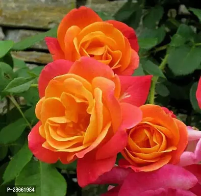 Platone Rose Plant LiveOriginalNatural Plant Orange Rare Rose Flower Outdoor Plants