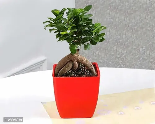 Platone Ficus Bonsai Plant EZfic13