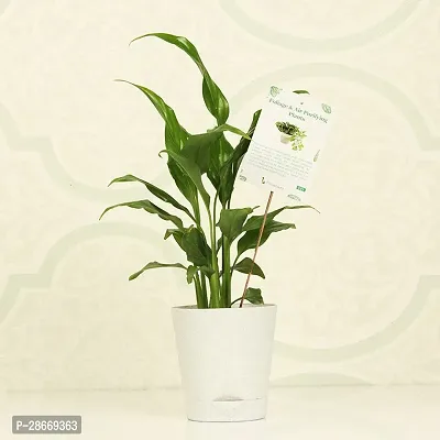 Platone Peace Lily Plant FA9910557pl-thumb2