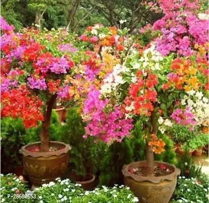 Platone Bougainvillea Plant Bougainvillea Plant Live plant-thumb0