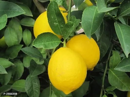 Platone Lemon Plant Lemon Plant (13)