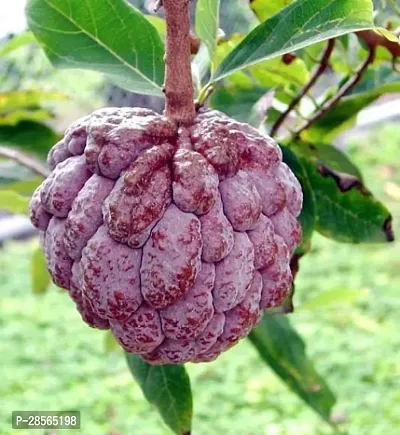 Platone Custard Apple Plant Custard Apple Plant-13