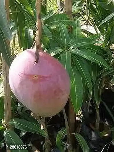 Platone Mango Plant Miyazaki 11