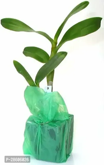 Platone Lily Plant OKJK61