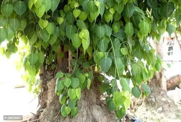 Platone Ficus Plant Backyard Planting Young PeepalSacred Fig Plant-thumb2