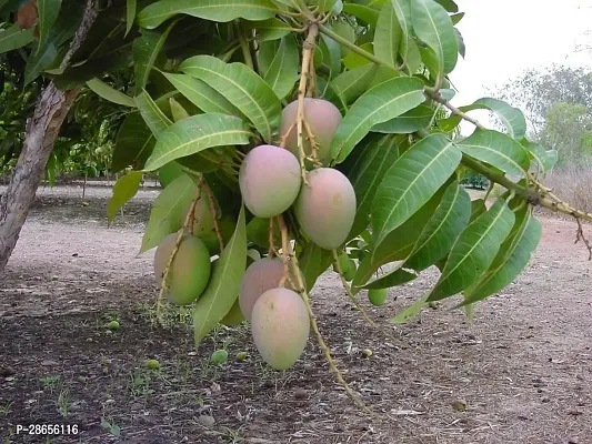 Platone Mango Plant Mango Plant052-thumb0