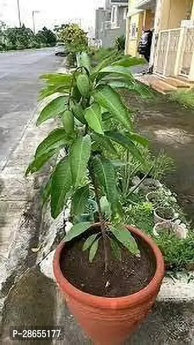 Platone Mango Plant Amba fruit plant Grafted hybrid MangoKing of fruits1 Healthy Live Plant for Home Garden