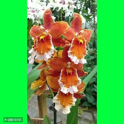 Platone Orchid Plant VANDA_0 PUY45