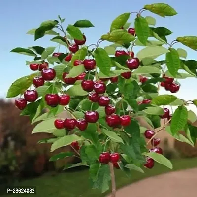 Platone Cherry Fruit Plant Cherry plant-3