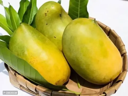 Platone Mango Plant Grefted Sweet Mango Fruit Plants-thumb0