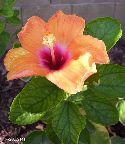 Platone Hibiscus Plant 15Hibscus Hybrid Plant-thumb0