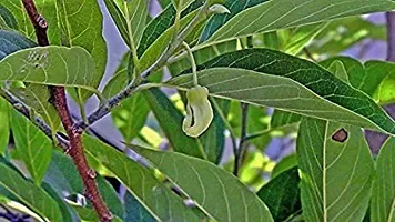 Platone Custard Apple Plant Golden Sitafal Live Plant-thumb1