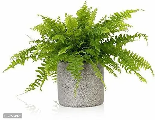 Platone Fern Plant 123