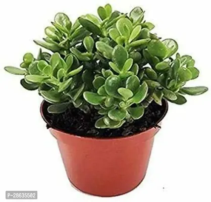 Platone Crasulla Ovata Plant Live Plant Jade PlantCrassula Ovata Ornamental Plant with Pot-thumb0