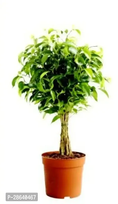 Platone Ficus Plant Ficus Panda-thumb0