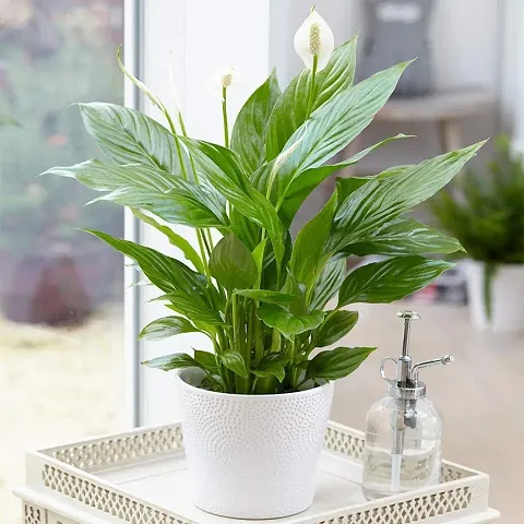 Best Selling Plant & Planters 