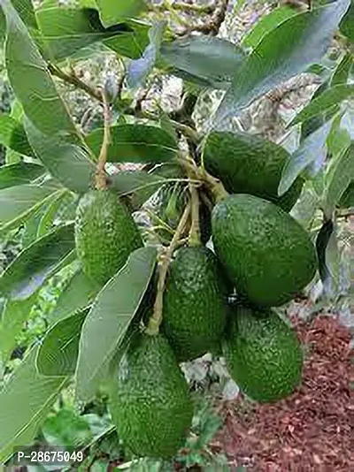 Platone Avocado Plant AVOCADO FRUIT PLANT A3-thumb0