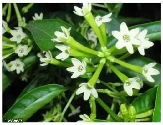 Platone Night Bloom Jasmine Plant raat ki rani01