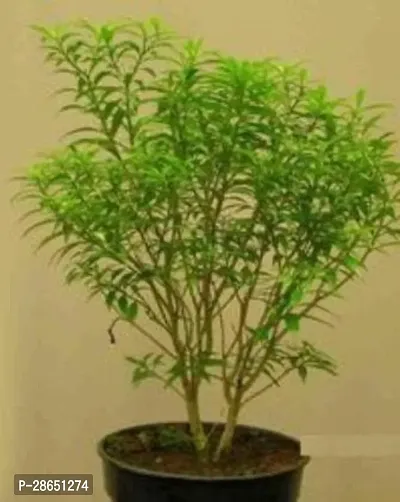 Platone Night Bloom Jasmine Plant Saraswati Gardens Tagar Mini Live Plant 1 Healthy Live Plant With Plastic Bag-thumb0