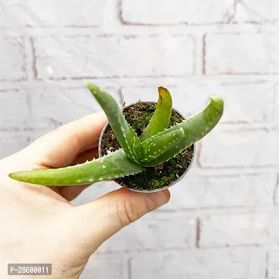 Platone Aloe Vera Plant Aloevera Live PlantMedicinal Live Plant A49