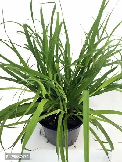 Platone Mantana Grass Plant Mantana Grass Plant 01-thumb0