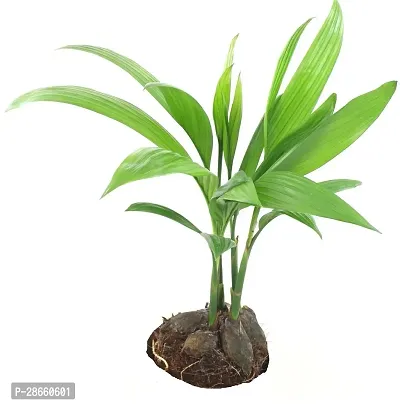 Platone Areca Plam T3545