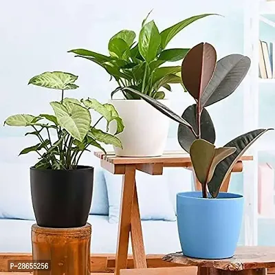 Platone Money Plant Low Maintenance Indoor Plants for Home Decoration