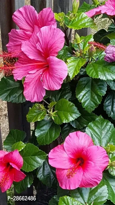 Platone Hibiscus Plant Pink hibiscus plant-3-thumb0