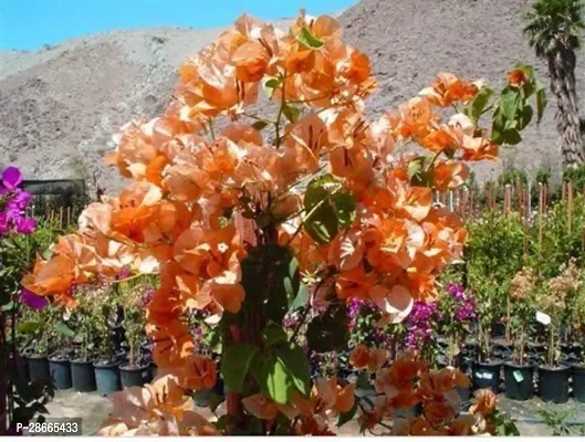 Platone Bougainvillea Plant RH233