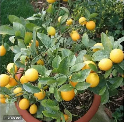 Platone Lemon Plant Lemon Plant ( Frok Lemon Plant )