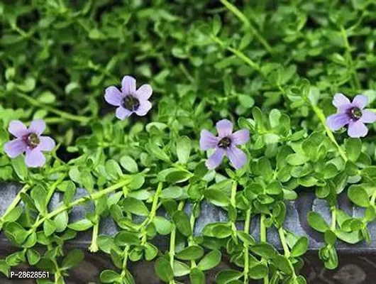 Platone Bacopa Monnieri BACOPA MONNIERI PLANT LIVE 002-thumb0