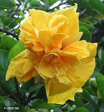 Platone Hibiscus Plant Hibiscus Yellow Plant CF20031-thumb0