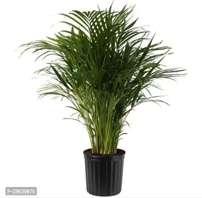 Platone Areca Palm Areca991-thumb0