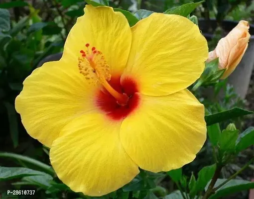 Platone Hibiscus Plant hibiscus plant with pot color yellow (hybrid, pack of 1)