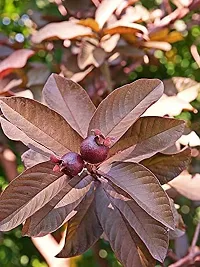 Platone Guava Plant Red guava plant11-thumb1