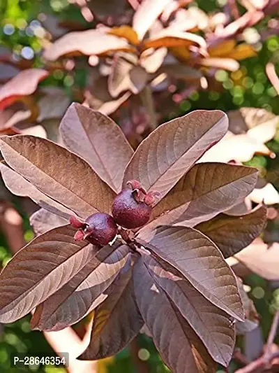 Platone Guava Plant Red guava plant11-thumb2