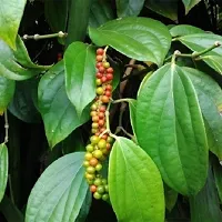 Platone Black Pepper Plant Black pepper(Model Name- Balancotta)plant-thumb1