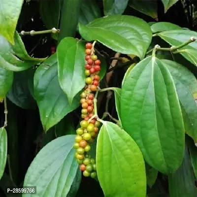 Platone Black Pepper Plant Black pepper(Model Name- Balancotta)plant-thumb2