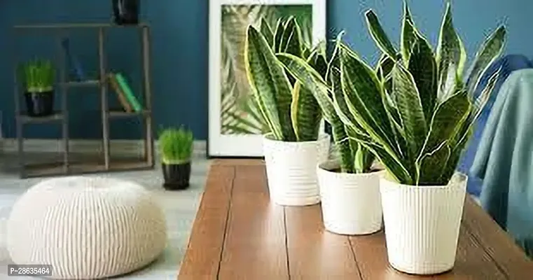 Platone Snake Plant SNAKE PLANT W112-thumb0