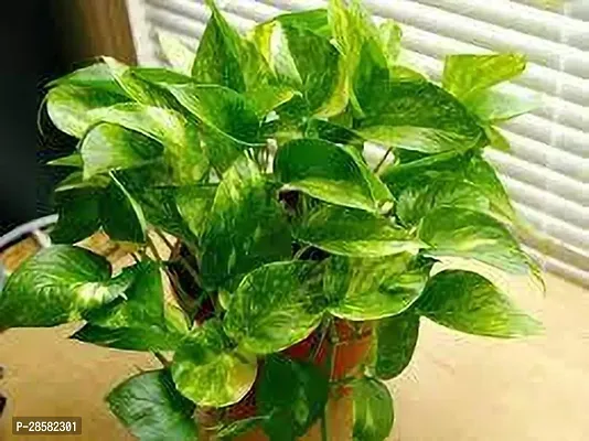 Platone Money Plant MONEY PLANT TEQ-thumb0