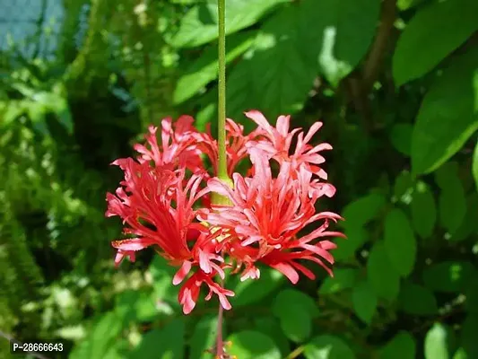 Platone Hibiscus Plant Spider Hibiscus Plant-thumb3