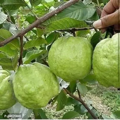 Platone Guava Plant EER4 guava plant