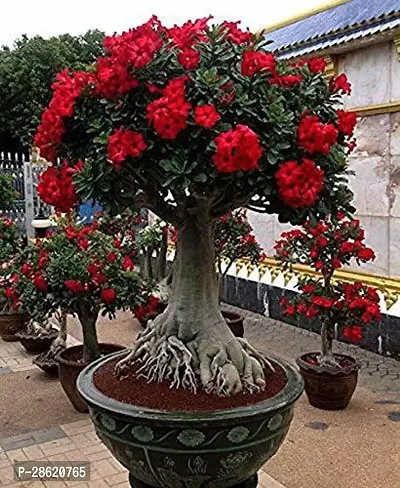 Platone Desert plant Gardens Adenium Grafted Live Desert Rose (Red) Flower Plant In Pot-thumb0