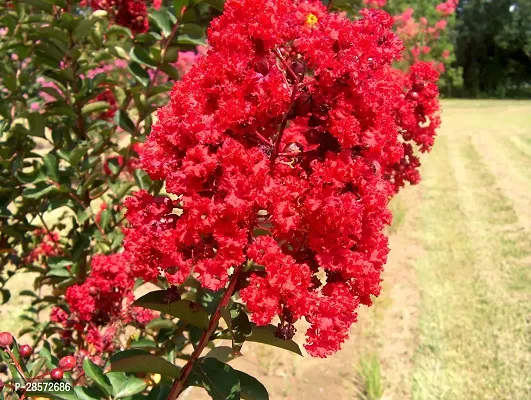 Platone Thunberjia Plant Red Lagerstroemiapurush flowerlagerstroemia speciosapride of India Queen Crape Myrtle flower plant