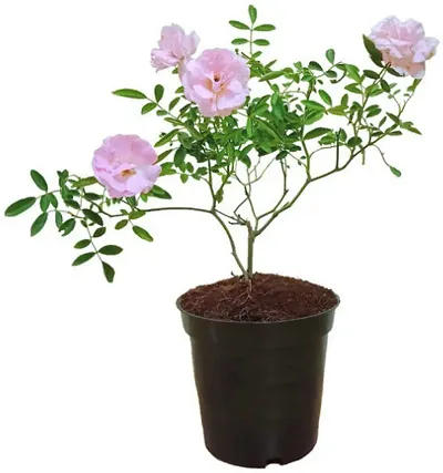 Limited Stock!! Plant & Planters 