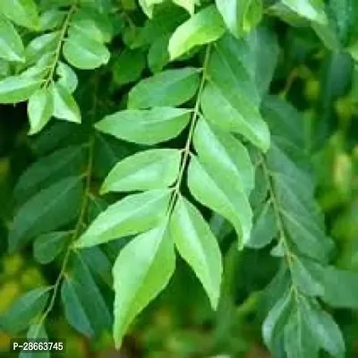 Platone Curry Leaf Plant Curry Leaves, Kadi Patta, Murraya koenigii, Meetha Neem - Plantnbsp;