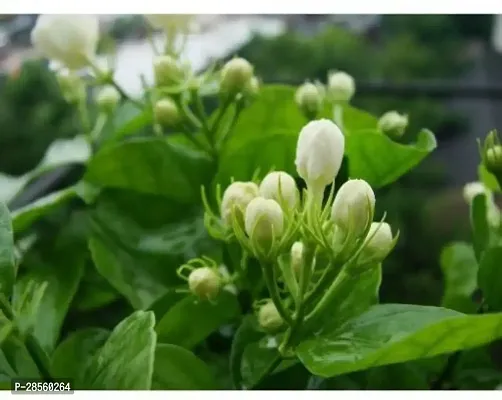 Platone Jasmine Plant PLT-144