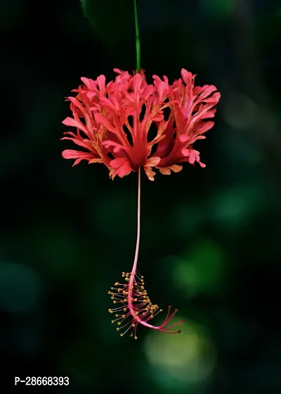 Platone Hibiscus Plant Spider Hibiscus Plant-thumb0