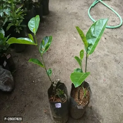 Platone Jackfruit Plant Kilichundan Jackfruit Plant For Outdoor Garden-thumb0