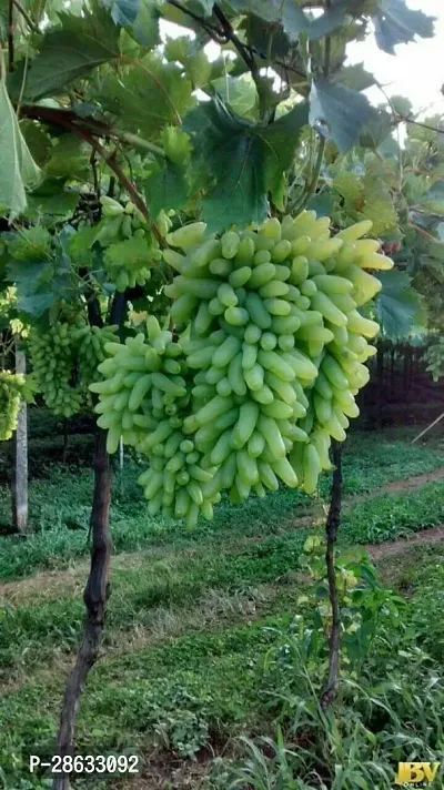 Platone Grapes Plant Grapes Plant 666